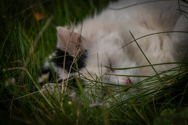 White Black Male Cat Lying Green Grass Autumn Nice Day — Stock Photo, Image