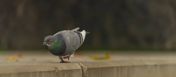 Pigeon Oiseau Sur Des Escaliers Béton Dans Centre Ville Pilsen — Photo