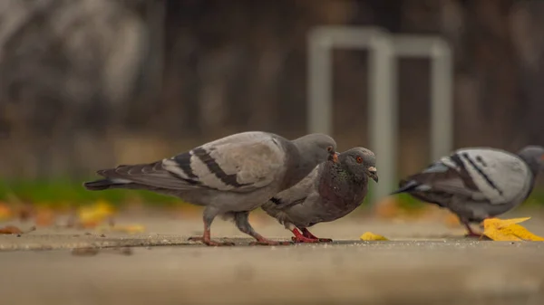 Taubenvogel Auf Betontreppe Der Pilsner Innenstadt Dunklen Herbsttag — Stockfoto