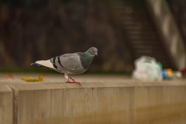 Taubenvogel Auf Betontreppe Der Pilsner Innenstadt Dunklen Herbsttag — Stockfoto