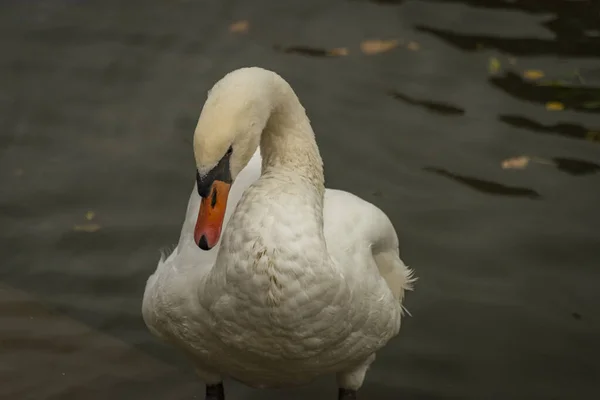 Zwaan Vogel Radbuza Rivier Pilsen Stad Herfst Donkere Frisse Dag — Stockfoto