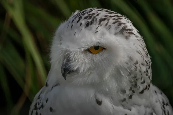 Snowy owl white feather head with green fresh grass in background