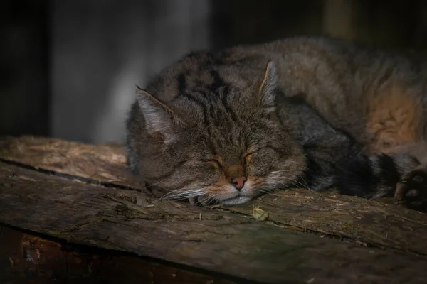 Wildkatze Liegt Herbst Auf Altem Holzboden — Stockfoto
