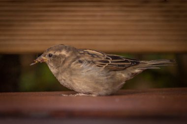 Sonbaharda serçe kuşu güneşli, taze bir öğleden sonra