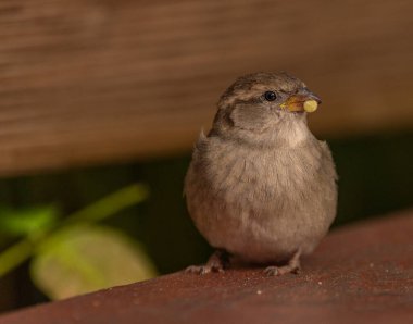 Sonbaharda serçe kuşu güneşli, taze bir öğleden sonra