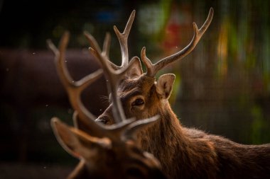 Güneşli sıcak bir öğleden sonra, büyük boynuzlu Vietnam geyiği.