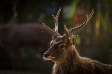 Güneşli sıcak bir öğleden sonra, büyük boynuzlu Vietnam geyiği.