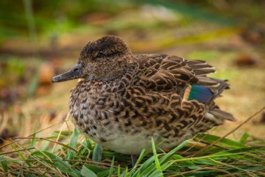 Sonbaharda renkli kuşlar güneşli bir günde Güney Bohemya yakınlarında tatlı su göletleri