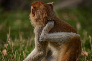Cercopithecini 'nin tüylü maymunu güneşli ve güneşli bir akşamda yeşil çimlerde