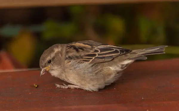 Sparrow Bird Toamnă Culoare Însorită După Amiază Proaspătă — Fotografie, imagine de stoc