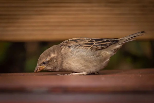 Sperling Vogel Herbst Sonnige Farbe Frischen Nachmittag — Stockfoto