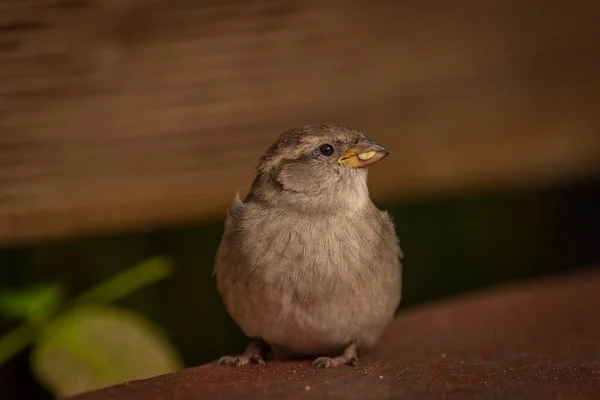 秋の雀鳥晴れ色新鮮な午後 — ストック写真