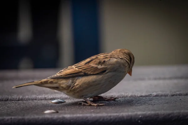 秋の雀鳥晴れ色新鮮な午後 — ストック写真