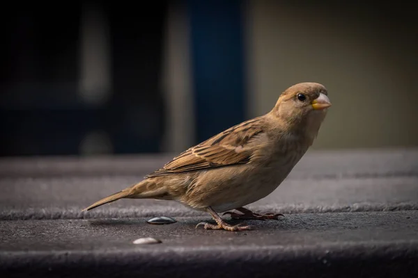 秋の雀鳥晴れ色新鮮な午後 — ストック写真