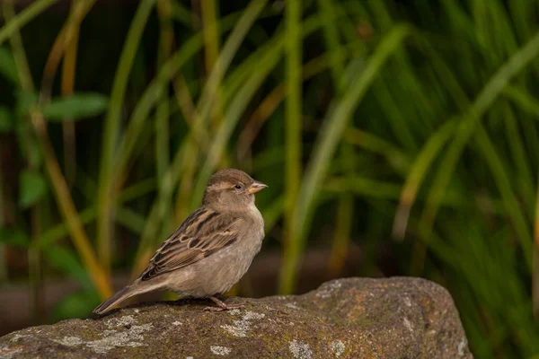 Sparrow Bird Toamnă Culoare Însorită După Amiază Proaspătă — Fotografie, imagine de stoc