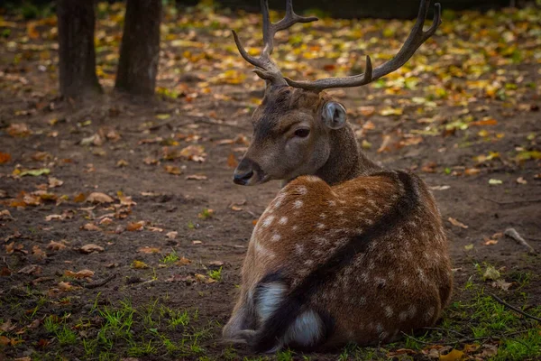 落ちた鹿毛の動物が熱い晴れた秋の乾燥した午後に横たわっている — ストック写真