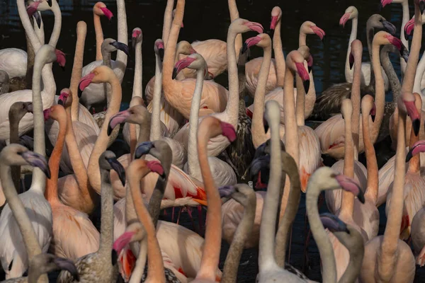 Renkli Kırmızı Gri Flamingo Kuşu Güneşli Bir Sonbahar Öğleden Sonrasında — Stok fotoğraf