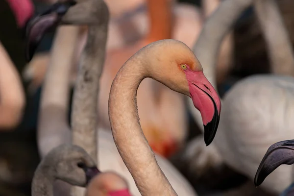 Cor Rosa Vermelho Pássaro Flamingo Cinza Lagoa Água Outono Ensolarado — Fotografia de Stock