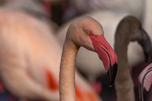 秋の晴れた日の午後に池の中の赤いピンクグレーフラミンゴの鳥の色 — ストック写真