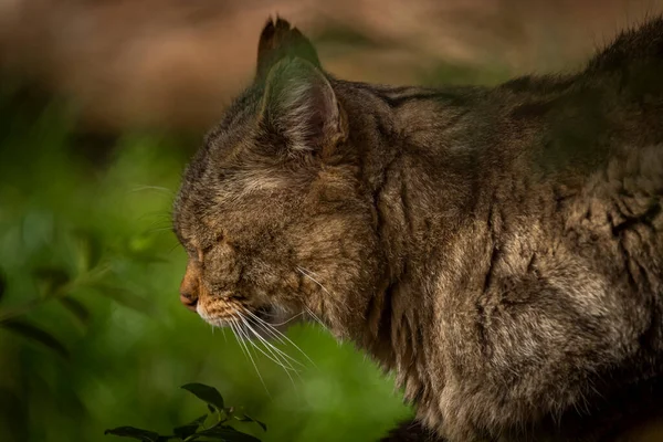 Divoká Kočka Ležící Staré Dřevěné Podlaze Podzimním Oblačném Dni — Stock fotografie