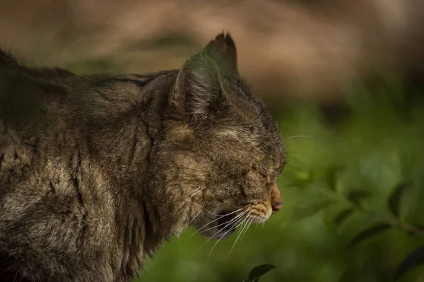 Gato Selvagem Deitado Chão Madeira Velho Outono Dia Nublado — Fotografia de Stock