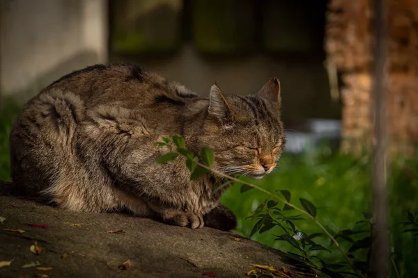 Vild Katt Liggande Gammalt Trägolv Hösten Molnig Dag — Stockfoto