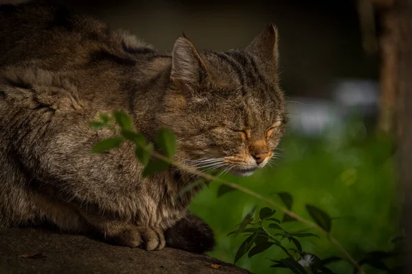 Sonbahar Bulutlu Bir Günde Eski Ahşap Zeminde Yatan Vahşi Kedi — Stok fotoğraf