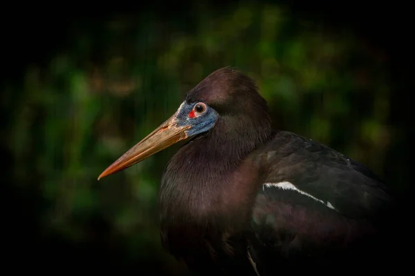 Pássaros Cor Outono Dia Fresco Ensolarado Perto Sul Boêmia Lagoas — Fotografia de Stock