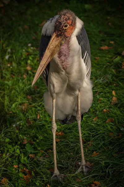 Marabu Vogel Auf Grünem Gras Herbst Sonnigen Farbabend — Stockfoto