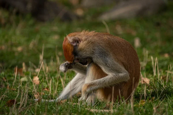 Cercopithecini Hårig Djur Apa Grönt Gräs Solig Fräsch Kväll — Stockfoto