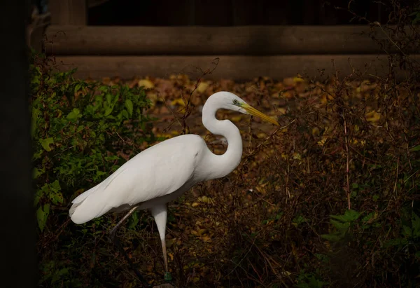 Héron Blanc Dans Étang Vert Sale Automne Jour Frais — Photo