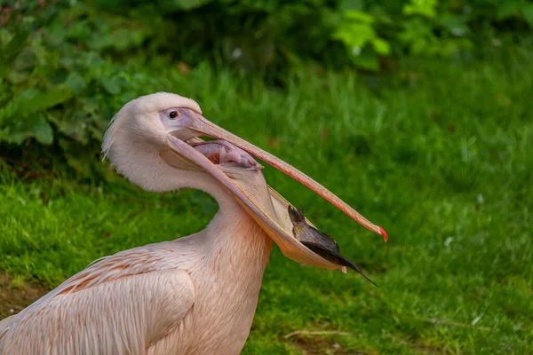 Pinkfarbener Pelikan Frisst Fische Mit Grünem Hintergrund Herbsttag — Stockfoto