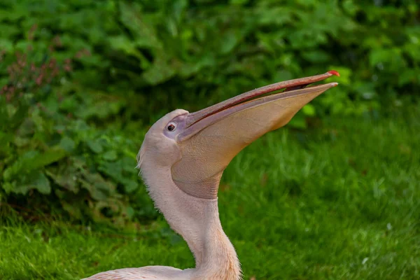 Pinkfarbener Pelikan Frisst Fische Mit Grünem Hintergrund Herbsttag — Stockfoto