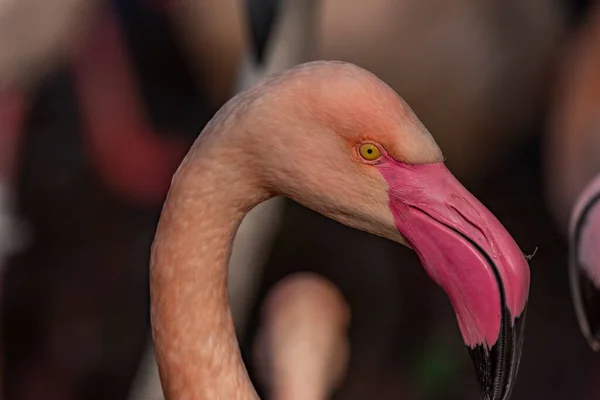 Cor Rosa Vermelho Pássaro Flamingo Cinza Lagoa Água Outono Ensolarado — Fotografia de Stock