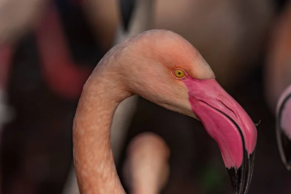 Färg Röd Rosa Grå Flamingo Fågel Vatten Damm Solig Höst — Stockfoto