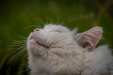 Beyaz ve siyah erkek kedi güzel bir sonbahar gününde yeşil çimlerin üzerinde yatıyor.