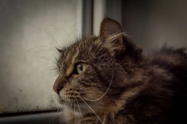 Retrato Cabeça Gato Tabby Perto Janela Suja Dia Outono Nublado — Fotografia de Stock