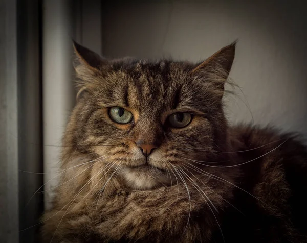 Porträt Eines Gestromten Katzenkopfes Der Nähe Eines Schmutzigen Fensters Trüben — Stockfoto