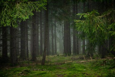 Slavkovsky 'de güzel bir sabah ormanı Sonbaharda dağlarda