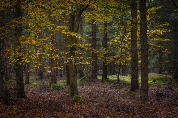 Belle Forêt Matinale Slavkovsky Les Montagnes Couleur Automne — Photo