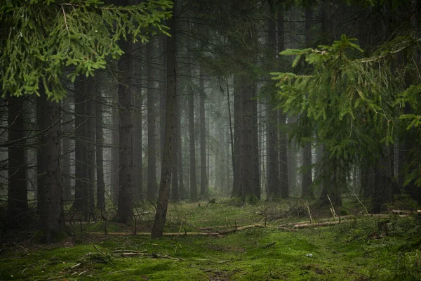 スラフコフスキーの素敵な朝の森紅葉の山 — ストック写真