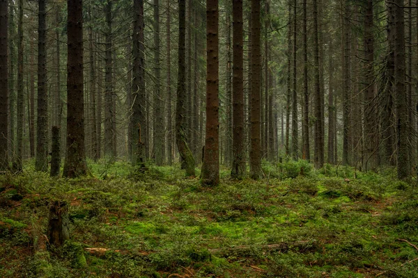Slavkovsky Güzel Bir Sabah Ormanı Sonbaharda Dağlarda — Stok fotoğraf