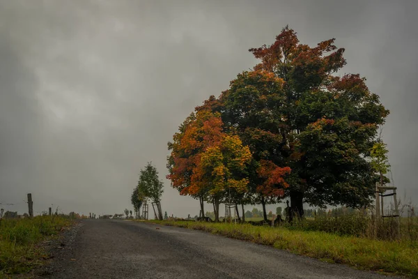 Sonbaharda Mnichov Köyü Yakınlarındaki Manzara Karanlık Bulutlu Taze Bir Gün — Stok fotoğraf