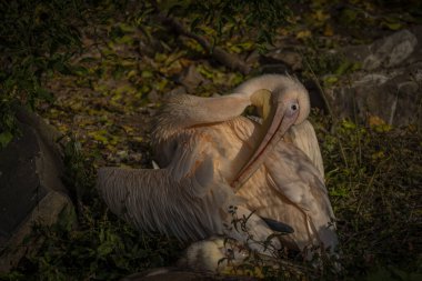 Pembe pelikan, sonbahar günü yeşil arka planda balık yiyor.