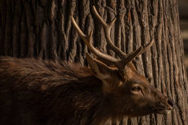 Güneşli sıcak bir öğleden sonra, büyük boynuzlu Vietnam geyiği.