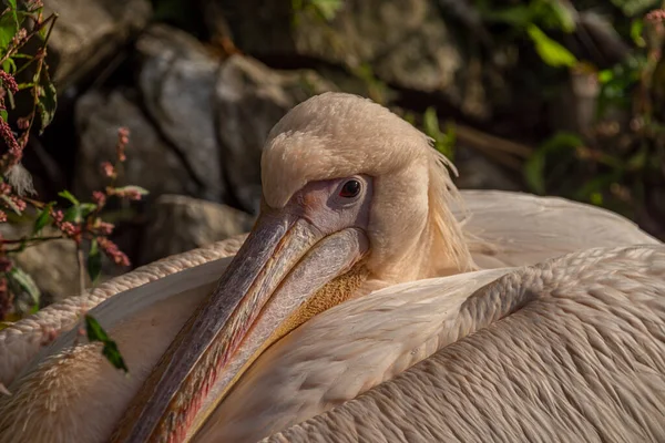 Rosa Pelicano Comer Peixes Com Fundo Verde Dia Outono — Fotografia de Stock