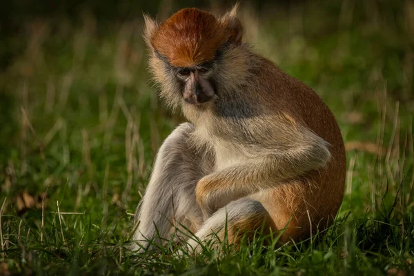 Cercopithecini Macaco Animal Peludo Grama Verde Noite Fresca Ensolarada — Fotografia de Stock