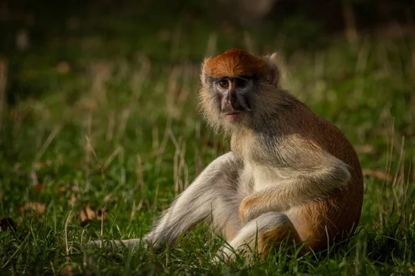 Cercopithecini Macaco Animal Peludo Grama Verde Noite Fresca Ensolarada — Fotografia de Stock