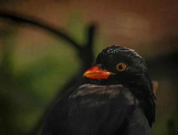 Black Big Bird Red Beak Color Sunny Autumn Evening — Stock Photo, Image