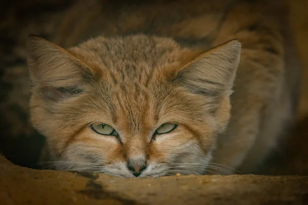 秋の夜更けに深い闇の中に横たわる砂漠の猫 — ストック写真